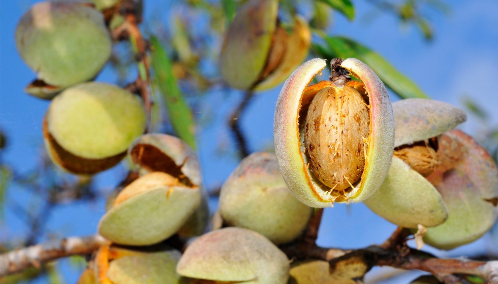 Horses on a landscap